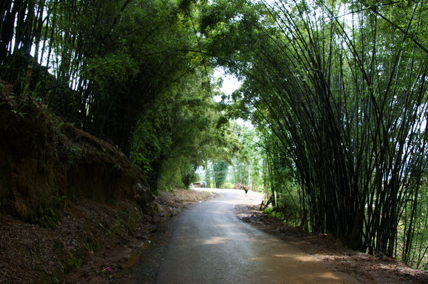 Бамбуковый тоннель