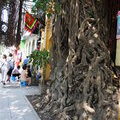 Дерево на улице