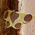 Ночная бабочка Plutodes flavescens