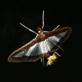 Ночная бабочка Diaphania indica