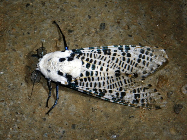Ночная бабочка Древесница въедливая (Zeuzera pyrina)