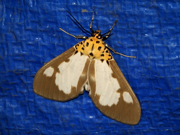 Ночная бабочка Asota plana