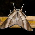 Ночная бабочка Giant uranid moth (Lyssa zampa / Nyctalemon menoetius)