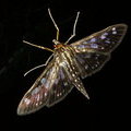 Ночная бабочка Pygospila tyres