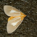 Ночная бабочка Asota helicona