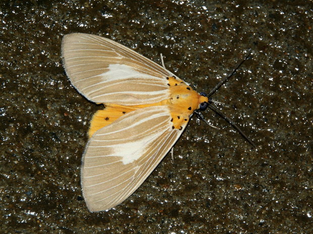 Ночная бабочка Asota helicona