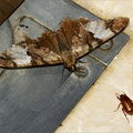 Ночная бабочка и жук