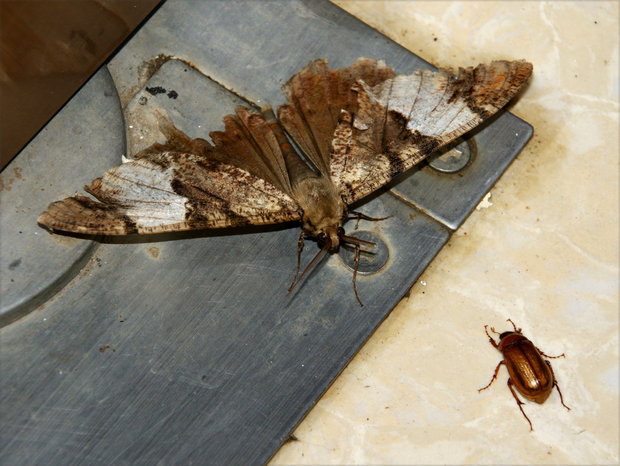 Ночная бабочка и жук
