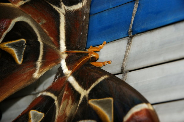 Ночная бабочка Павлиноглазка Атлас (Attacus atlas)