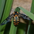 Бабочка Amata sp., Arctiinae