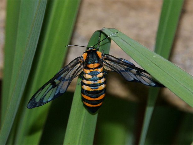 Бабочка Amata sp., Arctiinae
