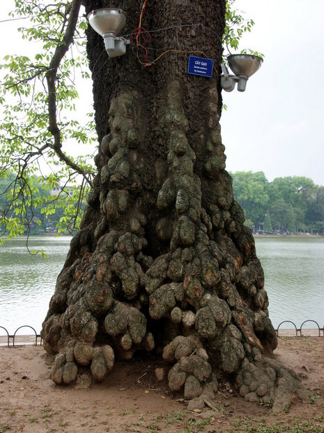 Ствол Хлопкового дерева (Salmalia malabarica)