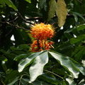 Цветущее дерево Ашока или Сарака индийская (Saraca asoca / Saraca indica) 
