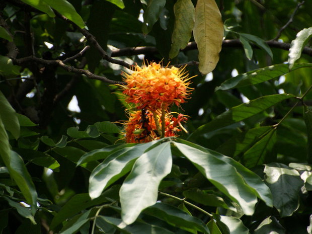 Цветущее дерево Ашока или Сарака индийская (Saraca asoca / Saraca indica) 