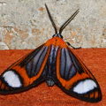 Ночная бабочка Hyalurga vinosa 