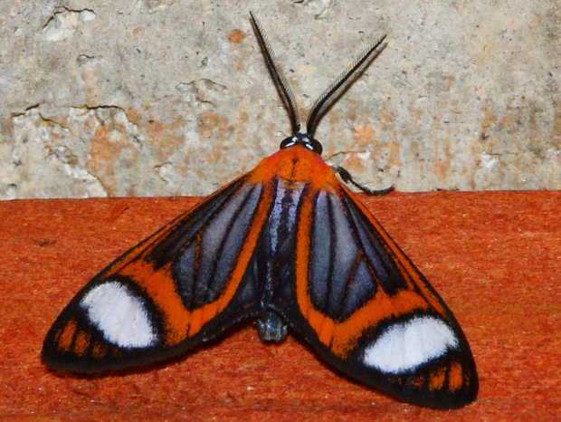 Ночная бабочка Hyalurga vinosa 