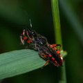 Хищнец кольчатый (Rhynocoris annulatus)