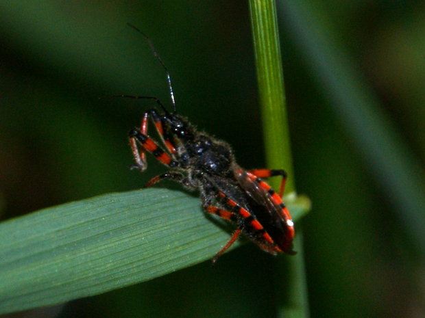 Хищнец кольчатый (Rhynocoris annulatus)