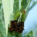 Личинка кассида (жуки-листоеды)