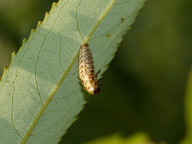 Личинка жука-листоеда
