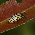 Листоед двадцатиточечный (Chrysomela vigintipunctata)