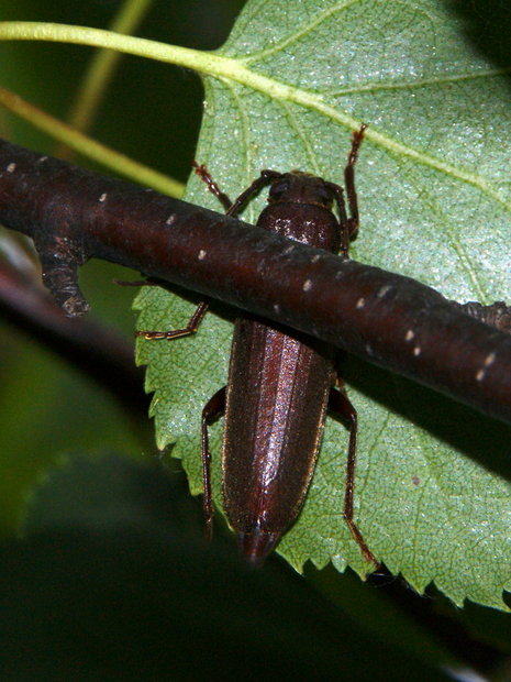 Жук на березе - Усач бурый комлевый (Arhopalus rusticus)