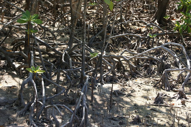 Корни мангров