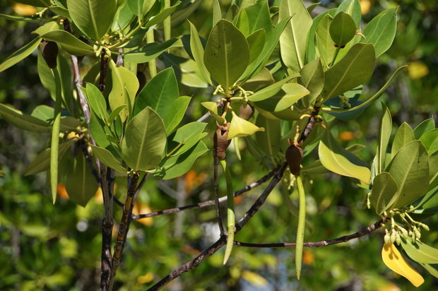Плоды мангров Rhizophora mucronata
