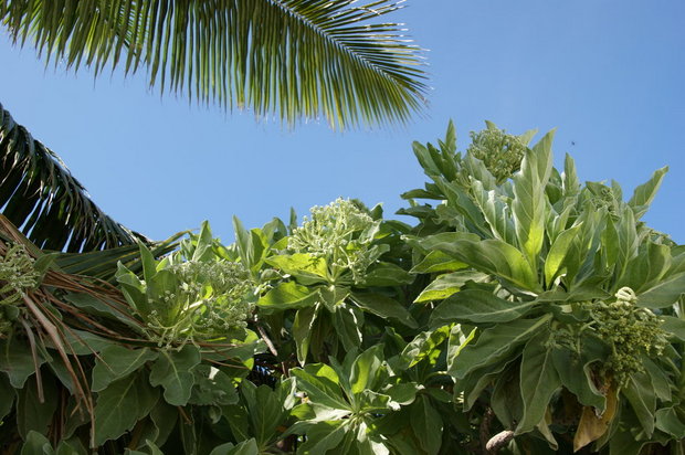 Тропическая растительность - Гелиотроп (Tournefortia argentea / Tree heliotrope)