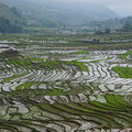 Рисовые террасы Северного Вьетнама