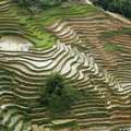 Рисовые террасы во Вьетнаме