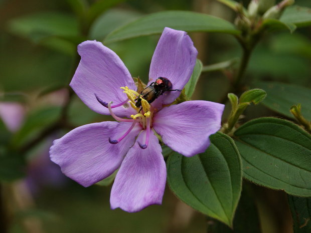 Цветок Меластомы (Melastoma)