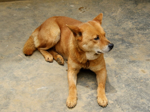 Вьетнамский пес