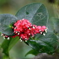 Цветы облачного леса (Кавендишия / Cavendishia complectens Hemsl)