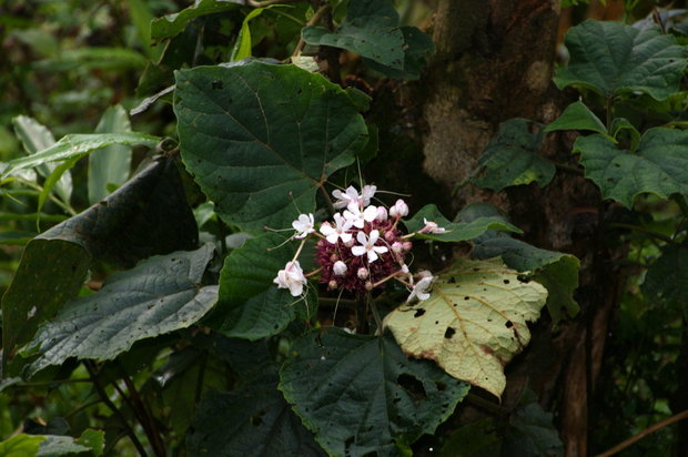 Цветок в лесу