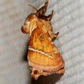 Ночная бабочка Тонкопряд лесной (Triodia sylvina)