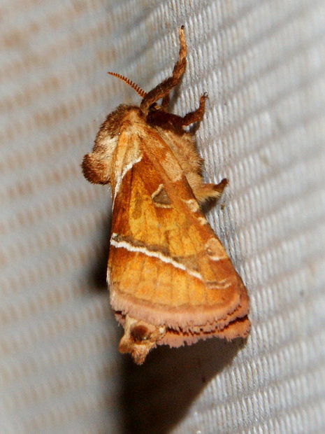 Ночная бабочка Тонкопряд лесной (Triodia sylvina)