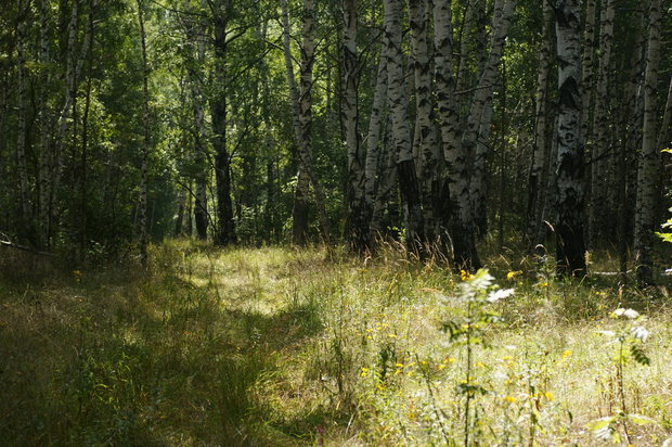Рязанские леса