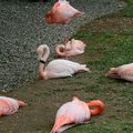 Фламинги