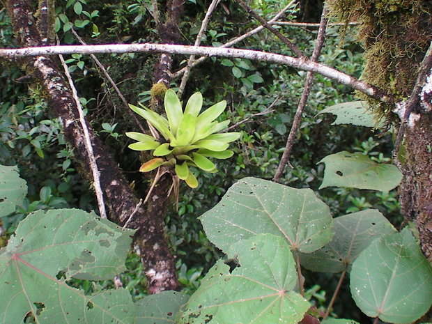 Бромелии в Коста-Рике