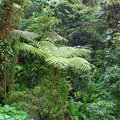 Облачный лес Монтеверде