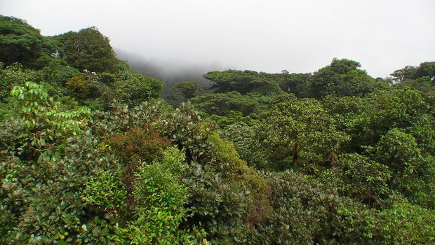 Вид на облачный лес с высоты моста