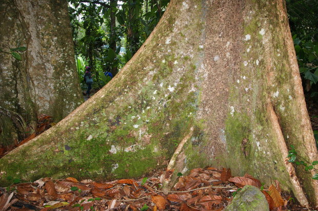 Деревья Борнео
