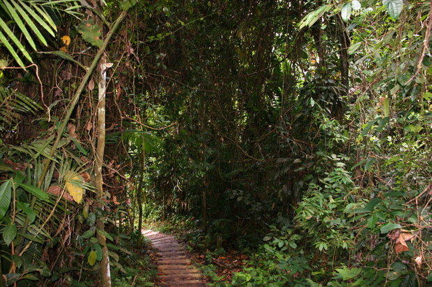 Дорога через джунгли