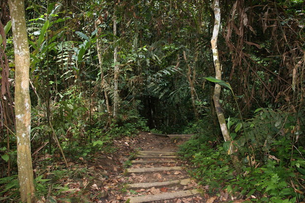 Дорожка через джунгли
