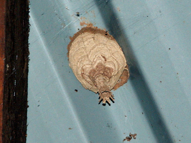 Осиное гнездышко (Eustenogaster calyptodoma) 