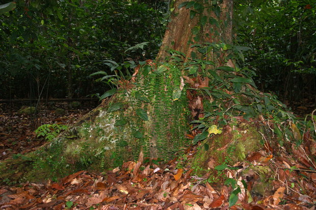 Растительность ливневого леса