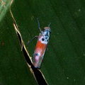 Цикадка (Common red leafhopper (Bothrogonia ferruginea)