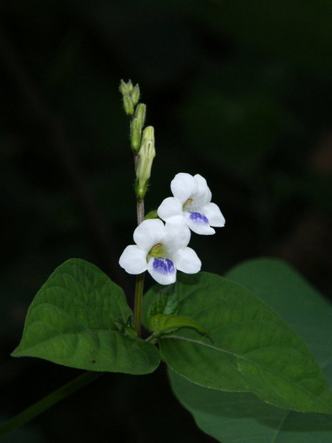 Цветок Асистасия гангская (Asystasia gangetica)