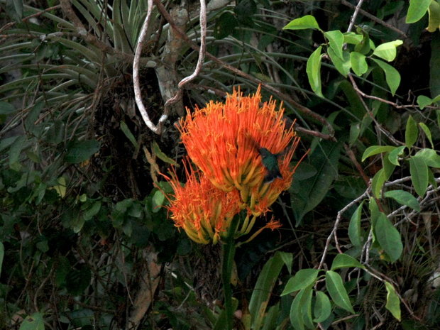 Колибри на цветке